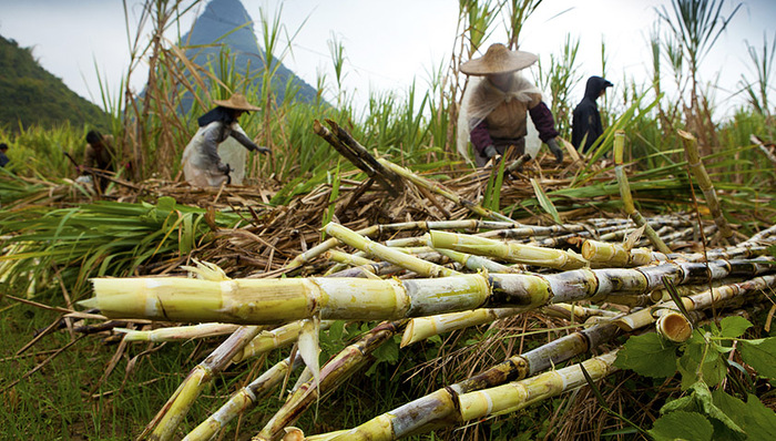 【砥砺奋进的五年】甘蔗“逆袭”