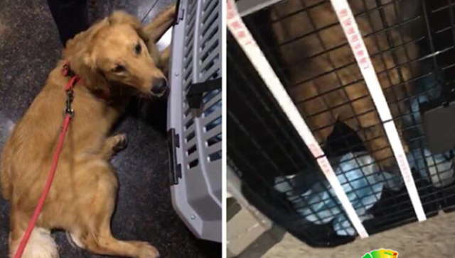 武汉天河机场回应“金毛犬托运途中跑出笼被工作人员打成重伤”