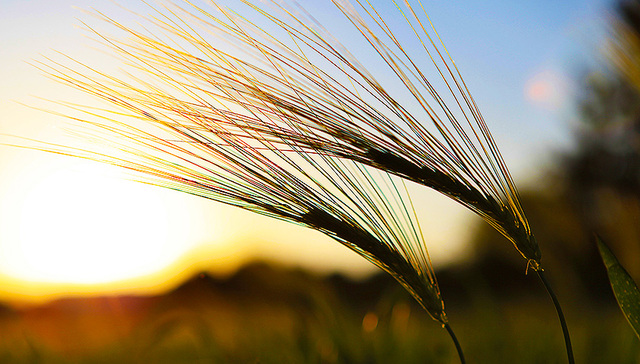 【精准扶贫驻村日记】贵州安顺：屯堡村落刺梨香
