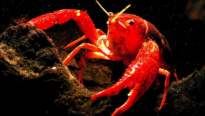 一个夏天卖一千亿！小龙虾有着什么样的产业链？