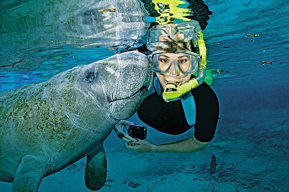 海牛竟是美人鱼的原形，在佛罗里达可以和“美人鱼”一起游泳