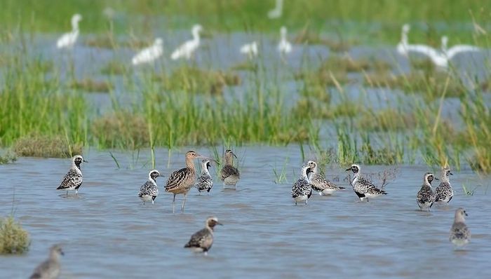 上海,临港管委会,回应,南汇东滩,湿地,危机,让候鸟飞