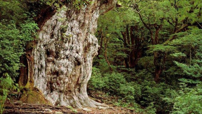 人与自然,访谈,博物