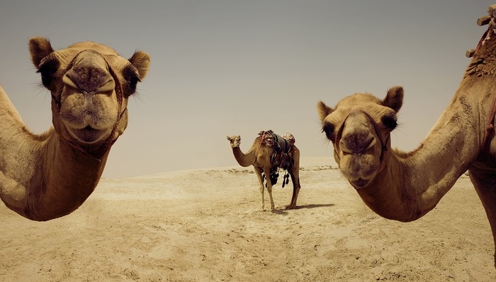 权力游戏,天下故事