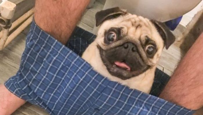 狗狗,厕所,宠物,搞笑