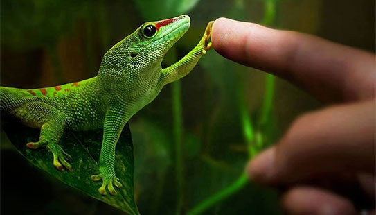 在动物眼里看到自己：我们的祖先曾娶了或嫁了一只海狸或一条鲑鱼