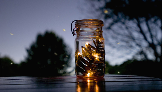 萤火虫,野生动物保护,商业化,放飞