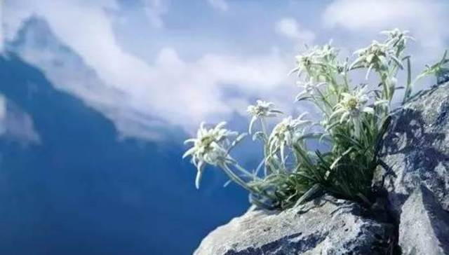 【JMedia】戴着雪绒花的男人：在冰天雪地中战斗的二战德国山地师