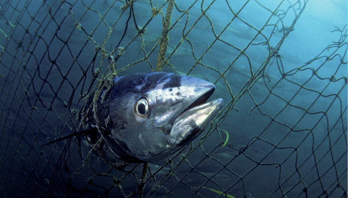 京东商城,蓝鳍金枪鱼,环保组织