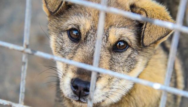 广西,玉林,辟谣,狗肉节,民俗,温州,旧村,拆迁改造,华商报,记者,采访,被打,质监局原副局长