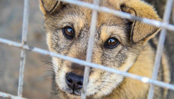 广西,玉林,辟谣,狗肉节,民俗,温州,旧村,拆迁改造,华商报,记者,采访,被打,质监局原副局长