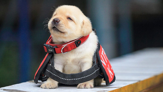 台湾警察署的新警犬 竟然是一群刚满月的小奶狗