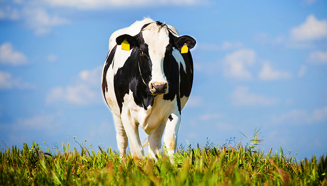 【财经周末】中国奶牛养殖亏损面超过50% 北上广深房租停止上涨