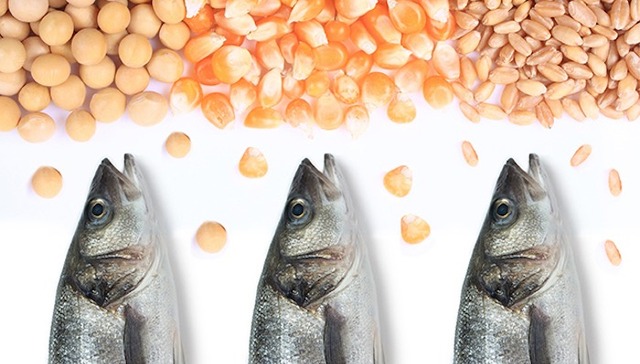 如何把植物变成鱼肉 以及如何教人学会创新？