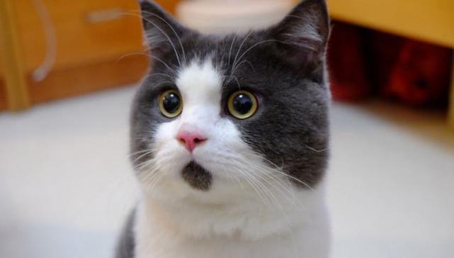 落榜生被知名高校录取，读完4年拿到的竟是专科证书