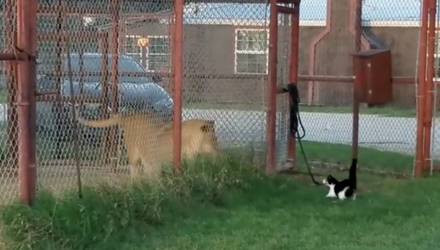 这只猫冲去跟狮子打了一架，结果……