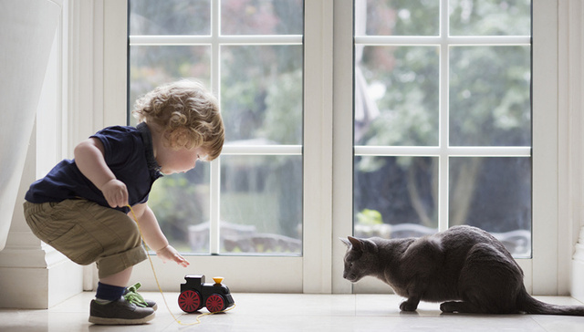 毕业的铲屎官们如何将萌宠带回国？