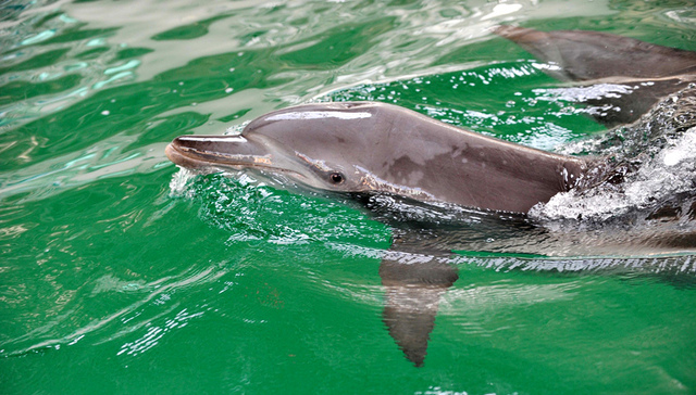 厦门西海域的15年守候 等来中华白海豚回归
