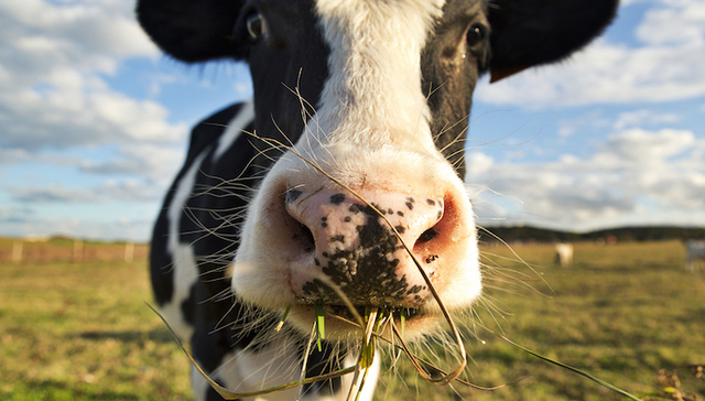 现代牧业上半年预亏近5亿  蒙牛的50亿订单能救它吗？