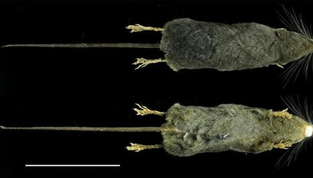 霍氏缺齿鼩,新陈代谢极快,食量大,饿死