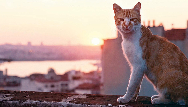 【偏见】为什么猫猫电影比狗狗电影更出色？