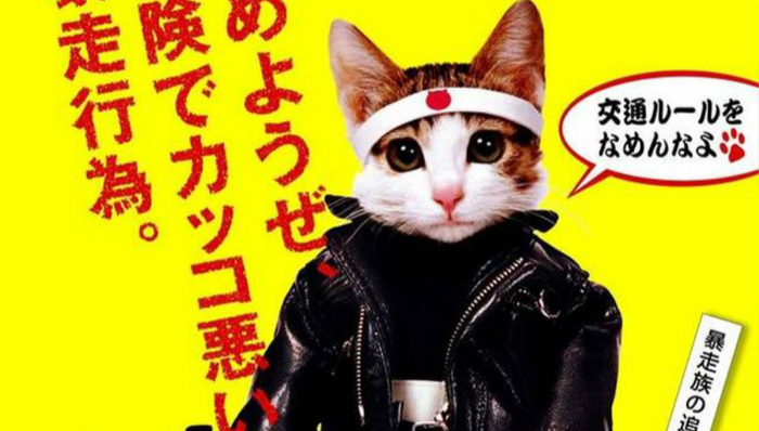 宠物救治,商业模式,津田觉,暴走猫