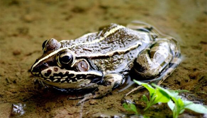 野生动物保护,热点关注