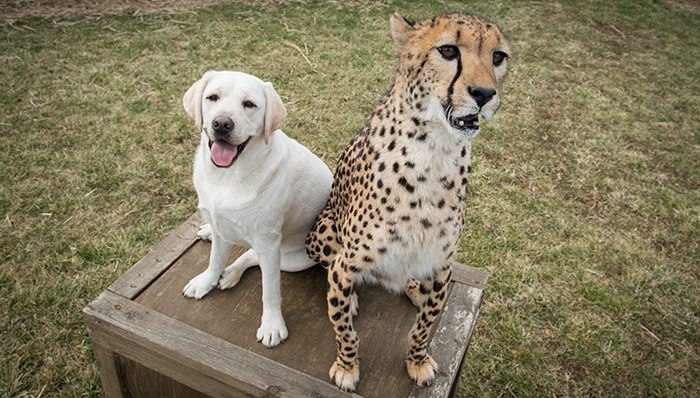 猎豹,动物,保护