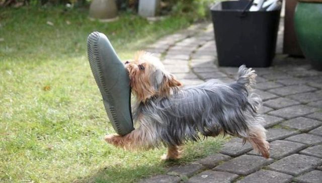 宝宝，你怎么这么爱偷吃啦