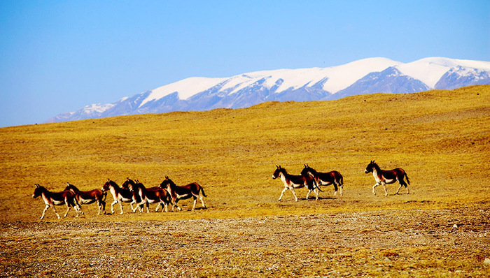 可可西里,自然遗产,面积最大