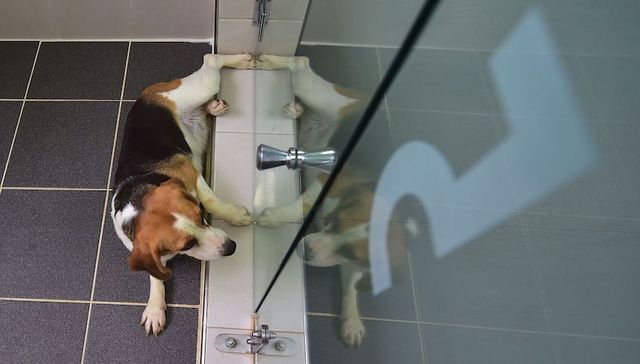 中国自主培育出世界首例基因编辑克隆犬 打破韩国技术垄断