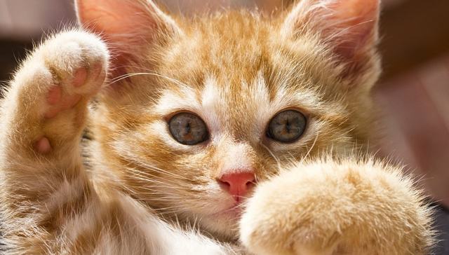 吸猫大赛，你想来比比吗？