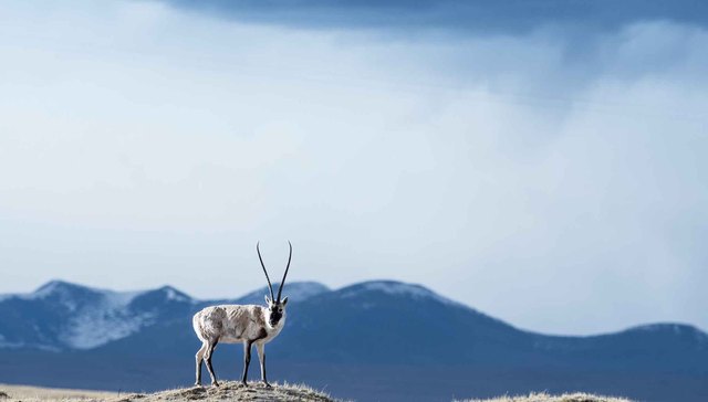 【图赏】教科文组织新增的21个遗产名录 包括鼓浪屿和可可西里