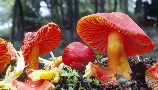 地方新闻精选|湖南今年已报告毒蘑菇中毒事故141起 死亡23人