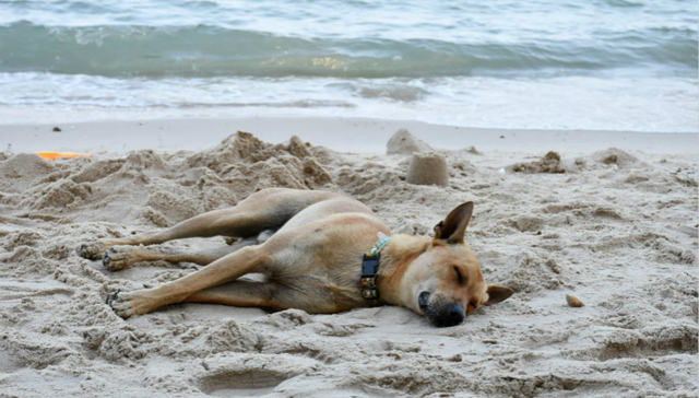 冷知识：三伏天“dog days of summer”的来源