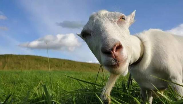 星座,,生肖,,文化