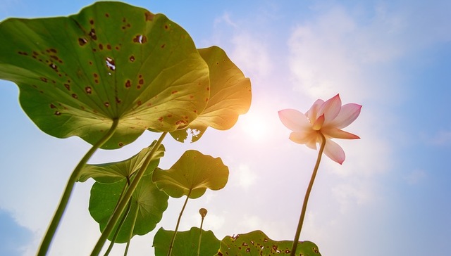 高温,橙色预警,内蒙古,上海,气温