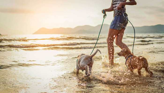 与巴哈马的“小猪岛”不同 这一次的海岛狗狗是来寻求人类帮助的