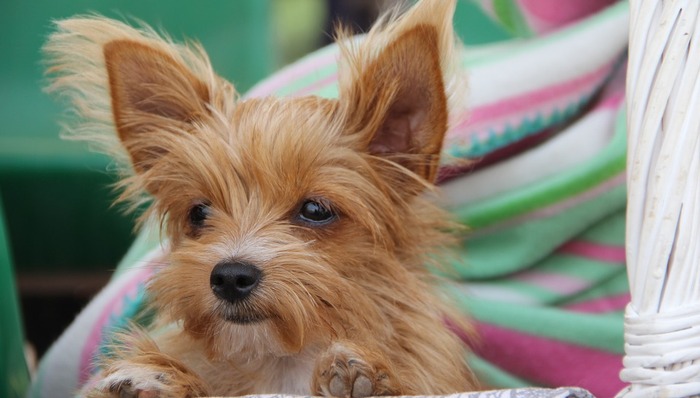 这家给宠物做基因测试的创企 刚刚融了450万美元