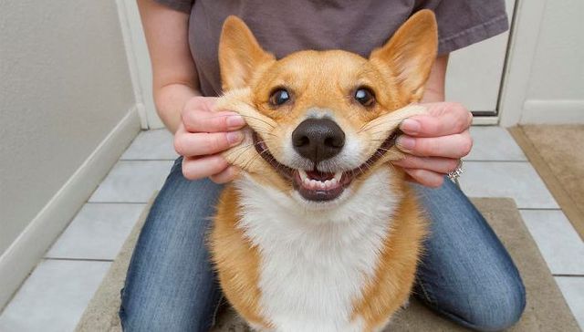 宠物,狗,减压,治愈