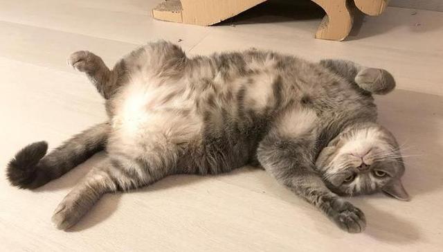 猫,宠物,喂食,群居,改造