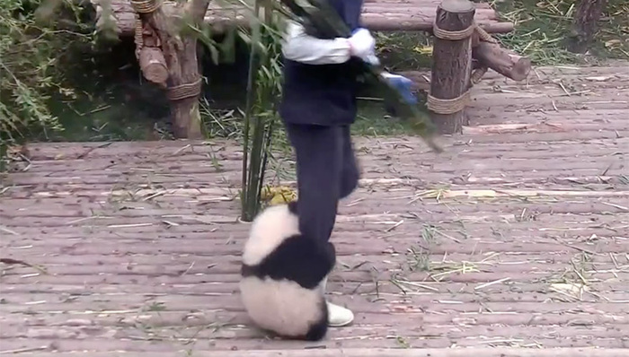 大熊猫,熊猫奶爸,饲养员,iPanda熊猫频道,野生动物,丰容