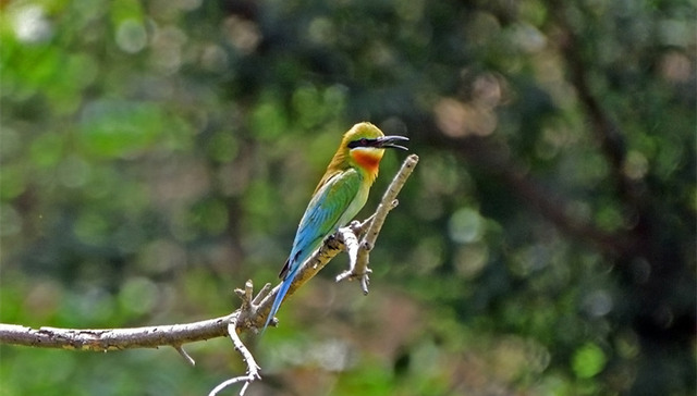 海口：湿地保护留住“中国最美小鸟”蜂虎