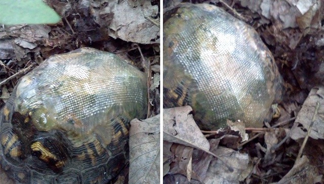 兽医精心疗愈了受伤的乌龟，几年后他们在林间重逢