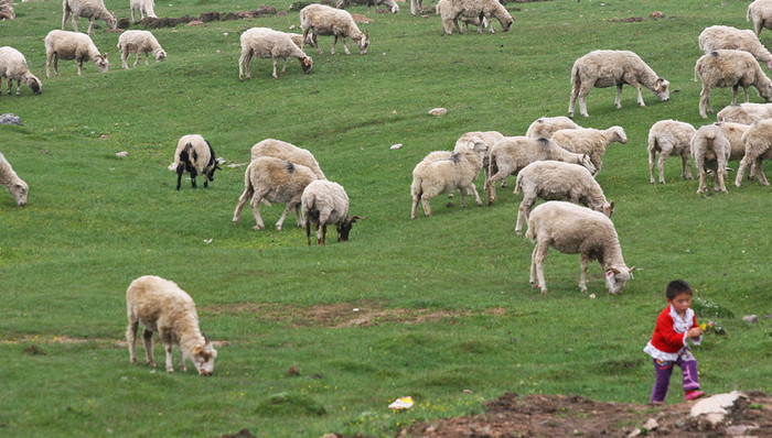 祁连山生态,省委扩大会,研究部署