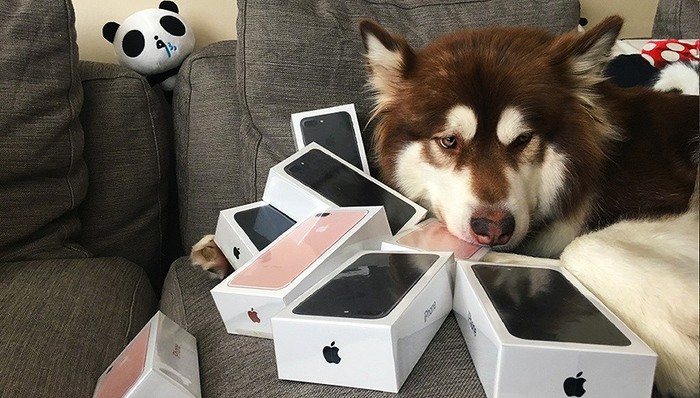 王可可,宠物犬,掘金,粉丝,宠物用品,双十二,中国宠物,养狗,养猫,视频