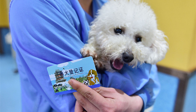 限狗令,夭折,养犬