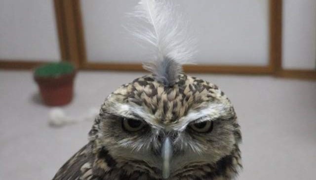 猫头鹰的可爱你不懂