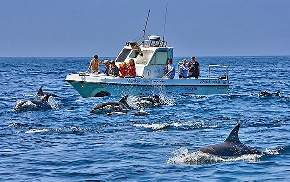 南非旅游,海洋猎游,生态旅游,蓝色经济,生物多样性
