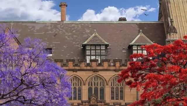 悉尼大学的地标蓝花楹重返校园